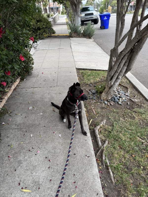 A picture of a black dog named Bowie sitting, taken on June 19 2025 at 6:43 am